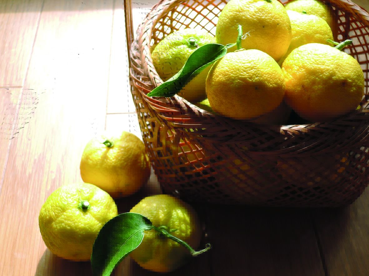 記事 垂水のいいね！旬のおいしいもの編　ゆずのアイキャッチ画像