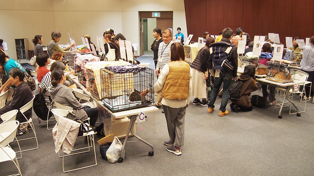 記事 第41回猫の譲渡会のアイキャッチ画像