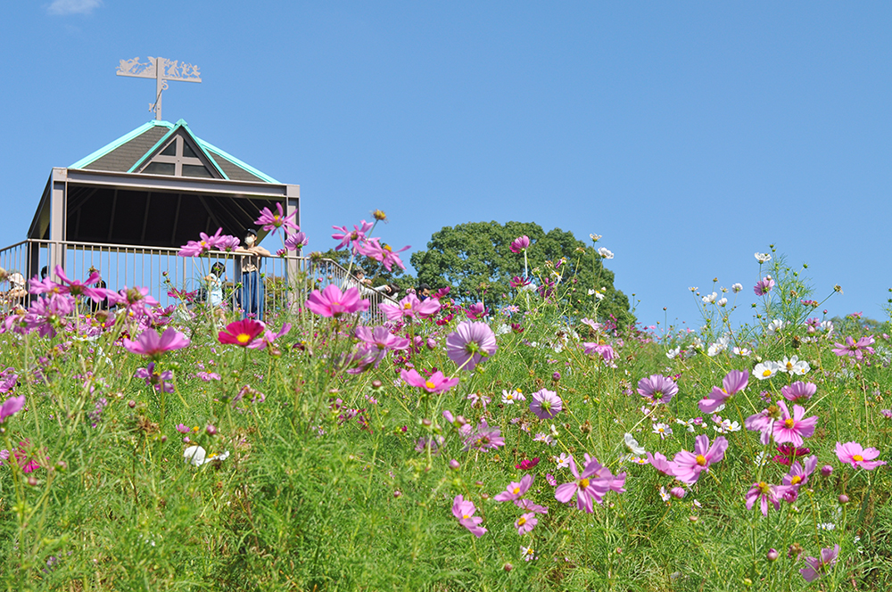 記事 コスモスのレイづくり　神戸総合運動公園コスモスの丘（須磨区緑台）のアイキャッチ画像