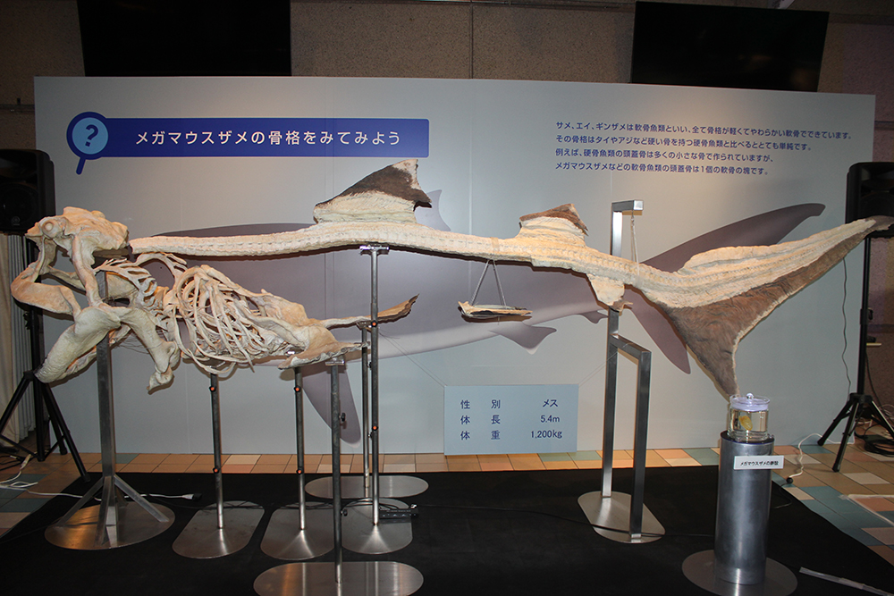 記事 教えて仲谷先生！ メガマウスザメの謎の  生態に迫る特別展示のアイキャッチ画像