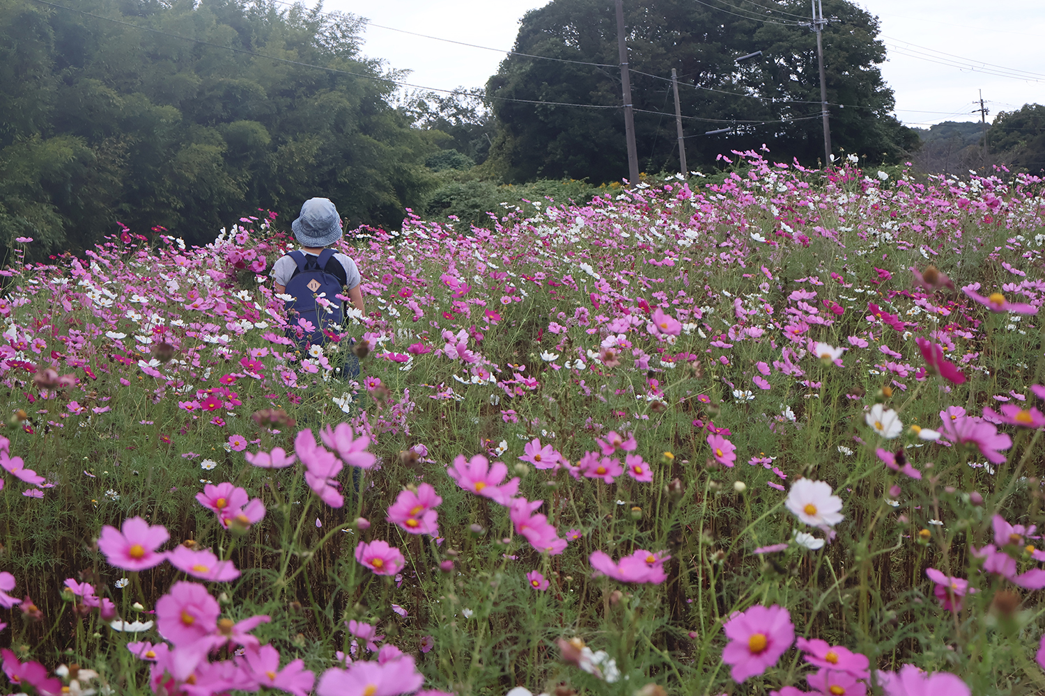 記事 高和農業体験ウォーキングのアイキャッチ画像