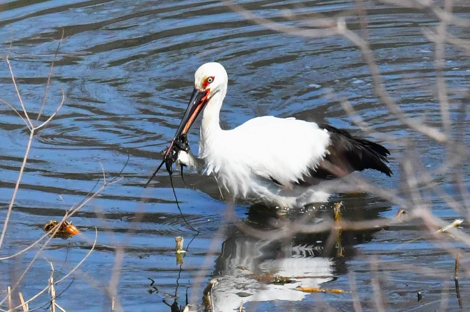 記事 落合池にコウノトリ飛来のアイキャッチ画像